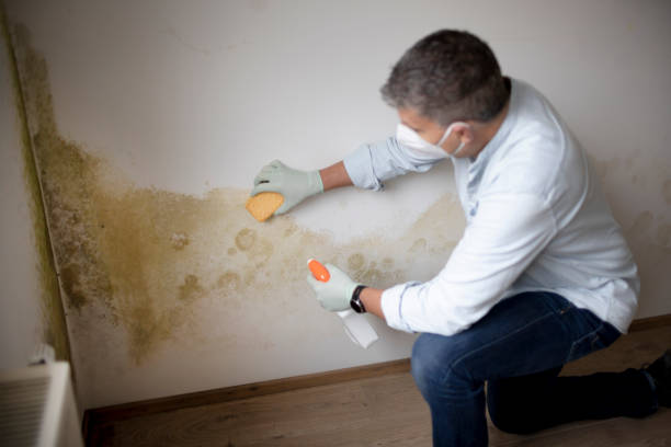 Best Attic Mold Removal  in Port Ewen, NY