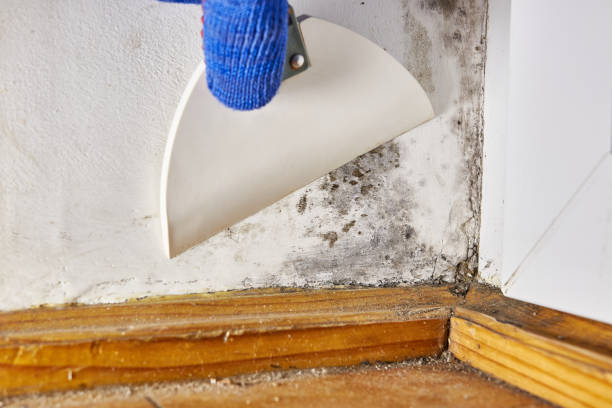 Best Forensic Mold Investigation  in Port Ewen, NY