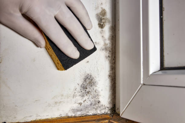 Mold Documentation for Insurance Claims in Port Ewen, NY